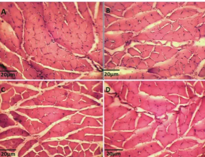 FIGURE 1 Plantaris Micrograph Photo. (A): Young Control; (B): Young Training; (C): Aged Control; (D): Aged Training.