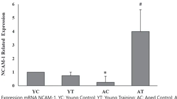FIGURE 3 Related Expression mRNA NCAM-1. YC: Young Control; YT: Young Training; AC: Aged Control; AT: Aged Training; *: Significant Difference to YC