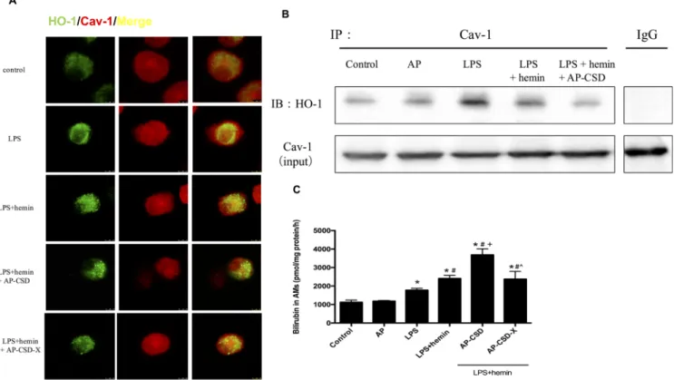 Figure 1: CSD peptides decreased interaction between HO-1 and Cav-1, and induced the HO-1 activity in alveolar  macrophages