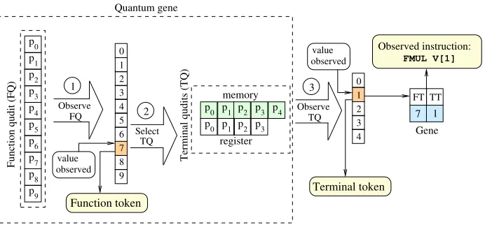 Figure 3: The creation of a classical gene from the observation of a quantum gene. The FQis observed, and the token value selected is 7