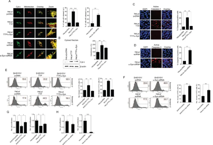 Figure 6: TTP overexpression increases cytochrome c release from mitochondria, caspase-3 activity and apoptosis  in cancer cells