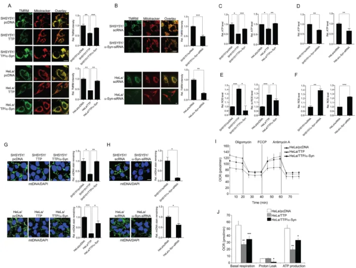 Figure 5: TTP overexpression induces mitochondrial dysfunction.  (A and B) Effects of TTP overexpression on mitochondrial  membrane potential