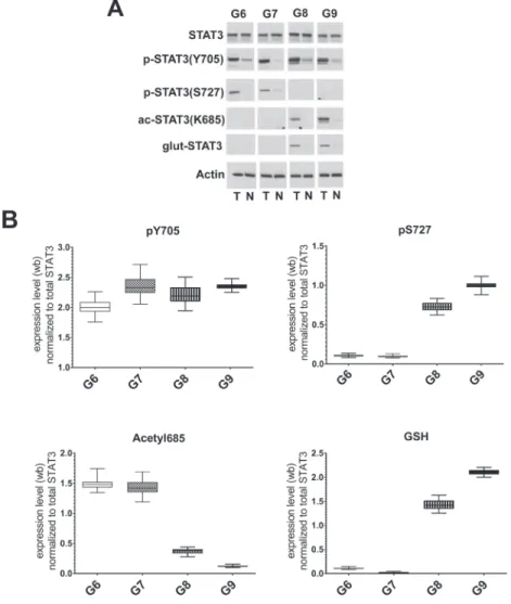 Figure 2: Analysis of STAT3 PTMs in FFPE samples with different Gleason score.  (A) Representative western blot analysis 