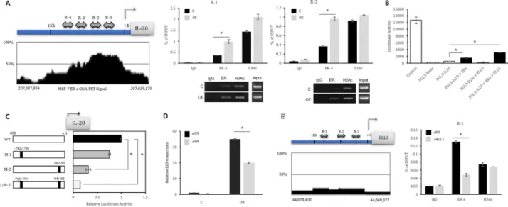 Figure 3: ER(α) is a transcriptional activator of IL-20 and Ell3.  (A) Left panel: Schematic diagram of the IL-20 promoter