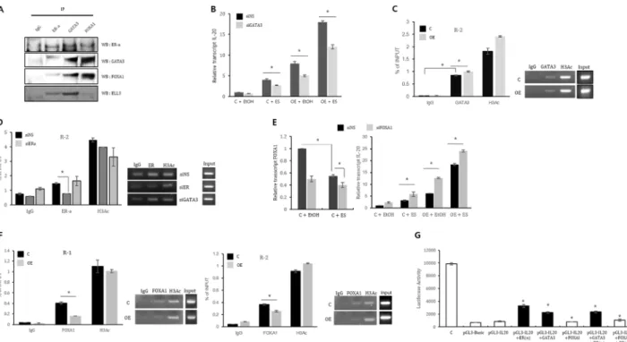 Figure 4: ER(α), GATA3 and FOXA1 collectively regulate IL-20 expression.  (A) Co-immunoprecipitation of ER(α), GATA3, 