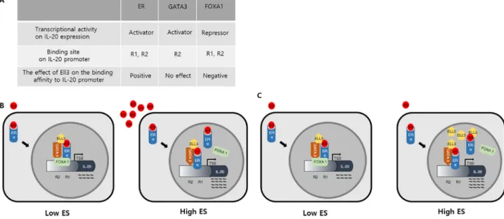 Figure 5: Proposed model of the effects of ER(α), GATA3, FOXA1 and Ell3 activities on IL-20 expression in cancer cells