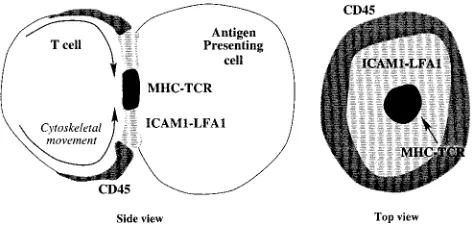 FIGURE 1Schematic of the mature immune synapse pattern of molec-ular segregation and aggregation