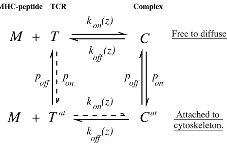 FIGURE 3Schematic for the reaction kinetics and receptor movementplex. Superscripttherefore moving with the cytoskeleton