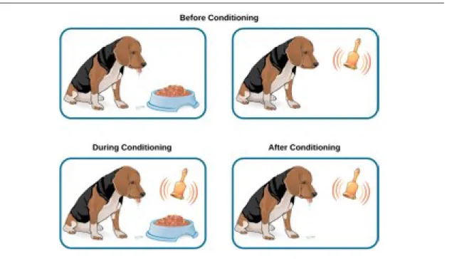 Figure 2: Before conditioning, an unconditioned stimulus (food) produces an unconditioned response (salivation), and a neutral stimulus (bell) does not produce a response