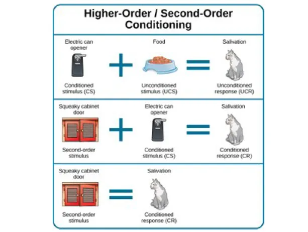 Figure 3: In higher-order conditioning, an established conditioned stimulus is paired with a new neutral stimulus (the second-order stimulus), so that eventually the new stimulus also elicits the conditioned response, without the initial conditioned stimul