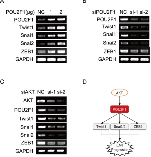 Figure 8: POU2F1 promotes HCC cell EMT by up-regulating the expression of EMT genes. (A) EMT genes were detected  by RT-PCR when POU2F1 was over-expressed in SMMC7721