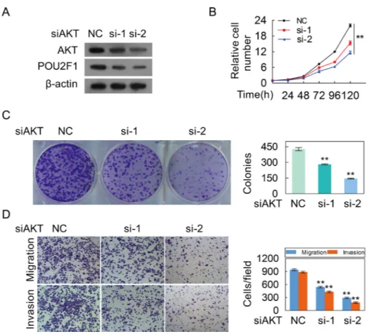 Figure 6: The silencing of AKT inhibites the malignant phenotypes of HCC cells. (A) AKT and POU2F1 protein levels  were detected by western blotting when AKT expression was silenced by anti-AKT siRNAs in SK-hep1 cells