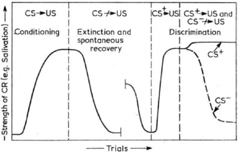 Fig. 3.1 Various phases of classical conditioning. The progress of conditioning is  marked  by  changes  in  the  strength  of  the  CR  (conditioned  response)  e.g