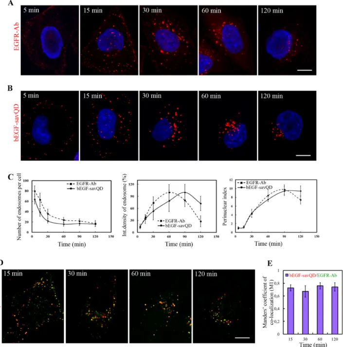 Figure 1: Time-dependent imaging of EGFR and EGF-QDs distribution in HeLa cells.  HeLa cells were incubated with  (A) 2 nM EGF or (B) bEGF-savQD (prepared by incubation of 2 nM bEGF with 0.5 nM QDs) using pulse-chase protocol for the indicated  time