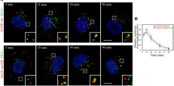 Figure 2: Immuno-co-localization of EGFR and bEGF-savQD with EEA1.  (A) HeLa cells were incubated with 2 nM EGF  or bEGF-savQD (2:0.5 nM) using pulse-chase protocol for the indicated time