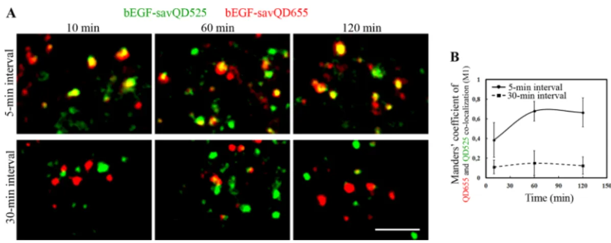 Figure 3: Analysis of endosome fusions in HeLa cells.  (A) bEGF-savQDs with different emitting wavelengths 525 and 655 nm  were added sequentially