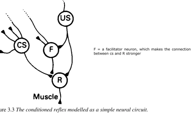 Figure 3.3 The conditioned reflex modelled as a simple neural circuit. 