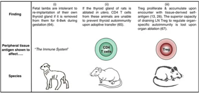 Fig. 3. Role of peripheral self-antigen in Treg homeostasis – 2 decades of progress. (i) Early experiments (1989) in fetal lambs showed thatthe continued presence of the thyroid gland was necessary for maintenance of immunological tolerance toward this org