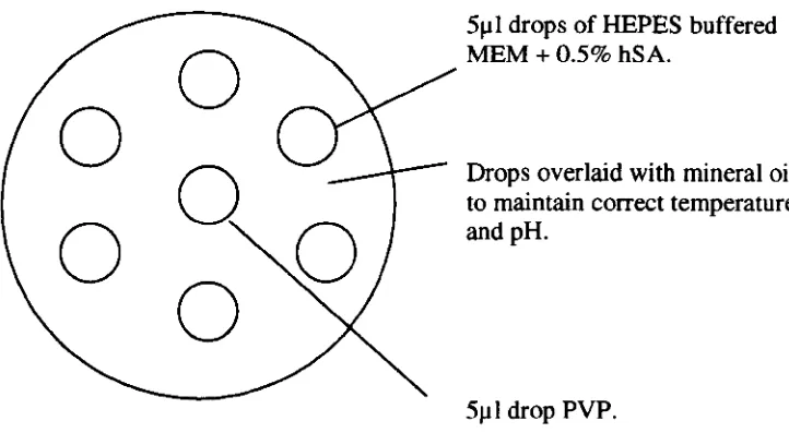 Figure 2.1 Low sided microinjection dish used was procedure. Diagram of microinjection dish as seen from above, used for ICSI 50 x 9mm (Falcon 1006)