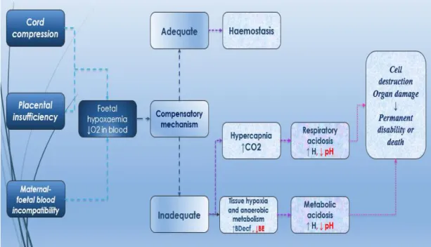 Figure 2-1 Foetal distress pathophysiology 