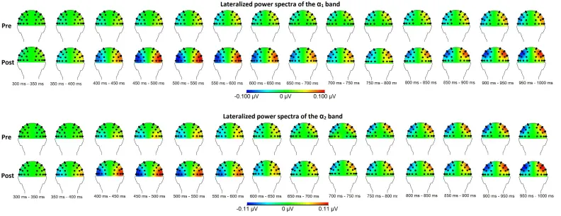 Figure 5: Topographical maps of the within group results for the α-bands before and after the MBSR training