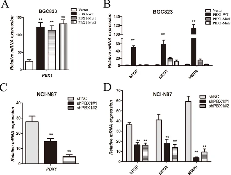 Figure 8: Tumor growth and angiogenic factor expression regulated by PBX1 in GC cells