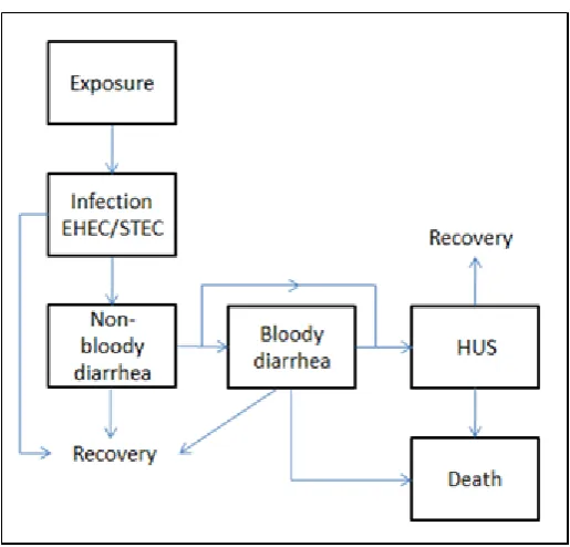 Figure 3: Disease model for clinical course of EHEC/STEC developing HC (bloody diarrhea) and HUS Adapted from: Tariq et al., 2011 [6]