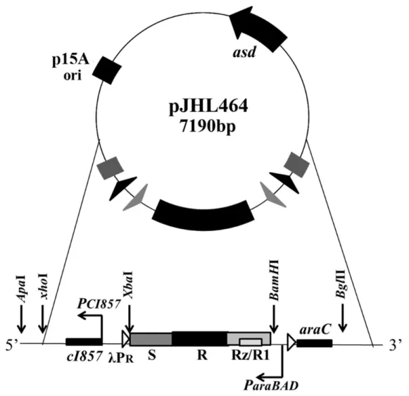 Figure 1: Components of the ghost plasmid pJHL464. The asd +  plasmid with orip15A carrying the constitutive expression system 