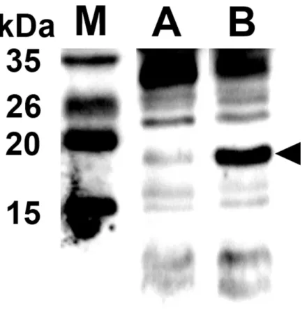 Figure 2: Endolysin and protein E expressed in JOL1675 confirmed by rabbit anti-endolysin polyclonal antibodies