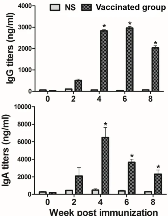 Figure 5: Serum IgG (I) and vaginal wash secretory IgA (II) titers against S. Typhi OMP in the subcutaneously  immunized mice by ELISA analysis