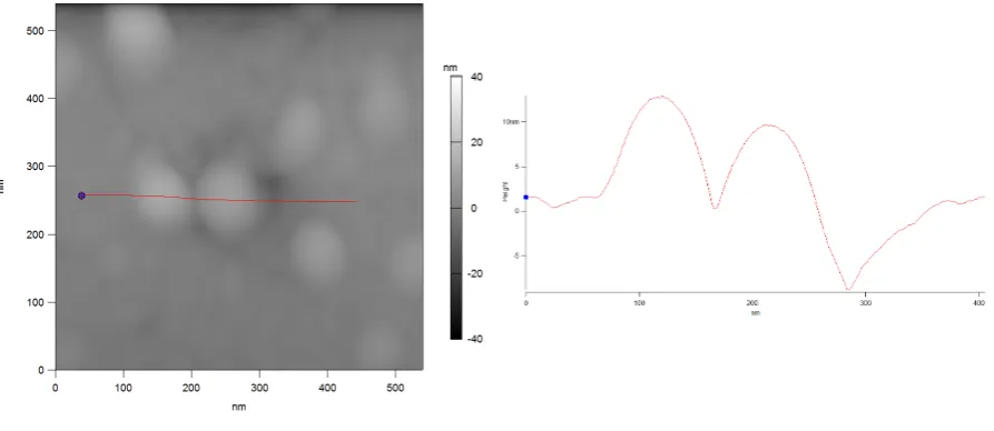 FIGURE 12: A 0.54×0.54 μm AFM sub-scan of the same 10×10 μm with a height trace (red line)of the same beads.