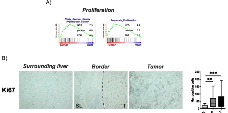 Figure  2:  Activation  of  proliferation  in  tumor  tissues.  A. Gene set enrichment analysis (GSEA) of the tumor regions in  comparison to all other regions (rest) indicate an activation of proliferative gene sets