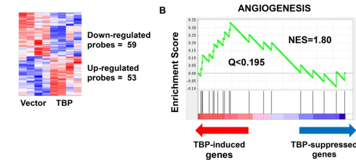 Figure 1: Microarray analysis reveals a modest but robust effect of TBP on global transcriptome