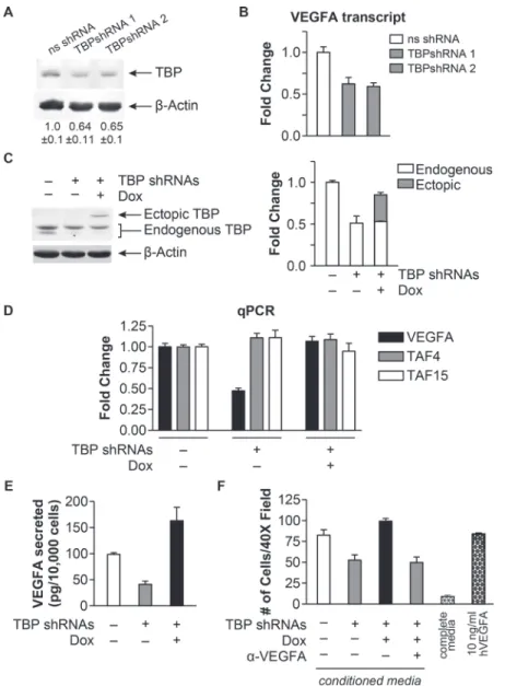 Figure 3: TBP concentrations regulate bioactive VEGFA expression and cell migration.  (A) Immunoblot analysis from  HT-29 cells with ns- or TBP-shRNA