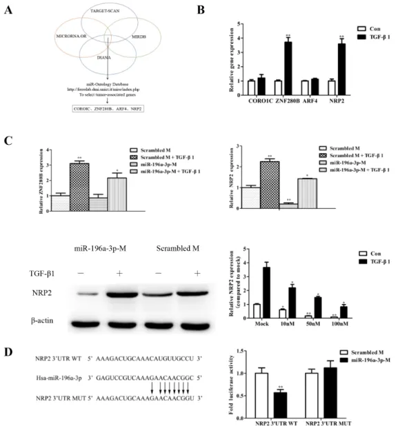 Figure 4: NRP2 is the target gene of miR-196a-3p and is regulated by TGF-β1.  (A) Bioinformatics algorithms identified the top four  potential predicted target genes of miR-196a-3p