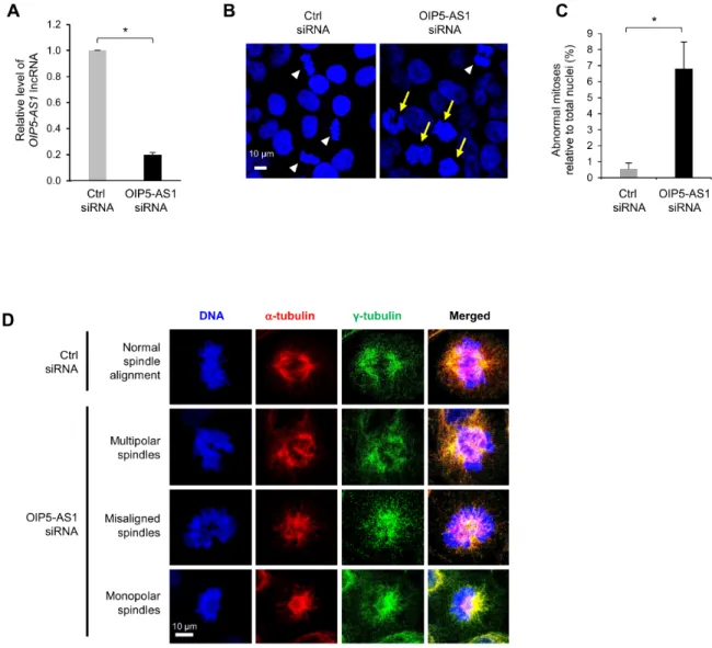 Figure 1: Silencing OIP5-AS1 induces abnormal mitotic cell division.  (A) HeLa cells were transfected with a control (Ctrl)  siRNA or siRNA directed to OIP5-AS1; 72 h later, total RNA was isolated and the levels of OIP5-AS1 were measured by RT-qPCR  analys