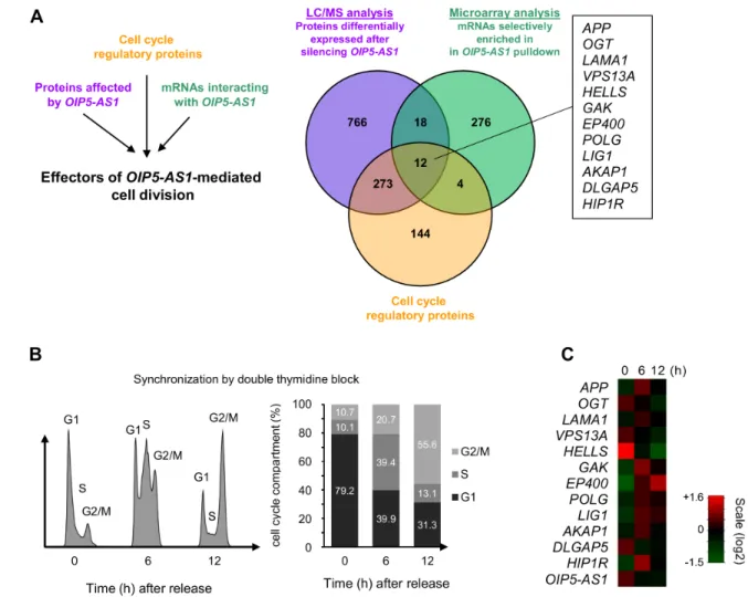 Figure 2: Cell cycle proteins regulated by OIP5-AS1, encoded by OIP5-AS1-interacting mRNAs