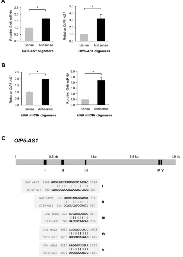 Figure  3:  OIP5-AS1  interacts  with  GAK  mRNA.   (A) HeLa cell lysates were incubated with 3’ end-biotin-labeled oligomers  complementary to OIP5-AS1 (antisense) or reverse complementary control oligomers (sense)