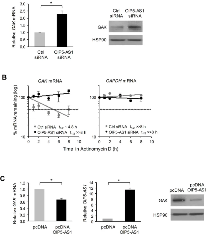 Figure 4: Impact of OIP5-AS1 on GAK mRNA stability and GAK protein expression levels.  (A) Seventy-two hours after  transfecting HeLa cells with either Ctrl siRNA or OIP5-AS1 siRNA, the levels of GAK mRNA were measured by RT-qPCR analysis  (left) and the l