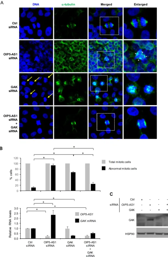 Figure 5: Impact of silencing GAK on abnormal mitoses in OIP5-AS1 silenced cells.  (A) Seventy-two hours after transfecting  HeLa cells with Ctrl siRNA, OIP5-AS1 siRNA, GAK siRNA, or with both OIP5-AS1 + GAK siRNAs, DNA was visualized using Hoechst  33342 