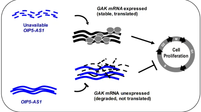 Figure  6:  Schematic.   Model  proposed  to  explain  our  findings.  Low  OIP5-AS1 levels causes a rise in GAK expression levels and  accelerates cell division, while elevated OIP5-AS1 suppresses GAK abundance and inhibits cell division