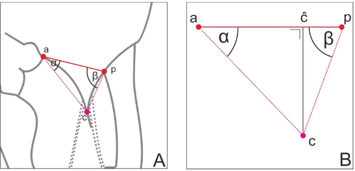 Figure 2.4: The rationale behind the leaﬂet prediction model. Point a, p andc correspond respectively to the anterior annulus point, posterior annulus pointand the coaptation point.