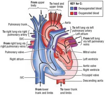Figure 5.1: Anatomy of the human heart, copied from Grants, atlas of anatomy