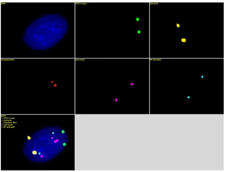Table 1: c-Myc gene probe labeling