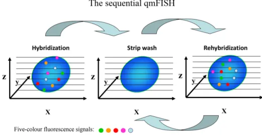 Figure 4: qmFISH was tested on samples of normal diploid cells (A) as well as cell samples from childhood leukemia  (B), adult leukemia (C), multiple myeloma (D), breast cancer (E) and ovarian cancer (F)