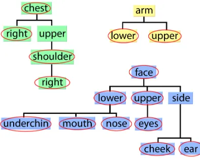 Figure 3: The three Location sub-unit trees used for classiﬁcation. There are three separate trees,based around areas of the body which do not overlap