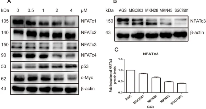 Figure 2: As 4 S 4  modulated the NFAT protein level; the baseline expression of NFATc3 among GC cell-lines