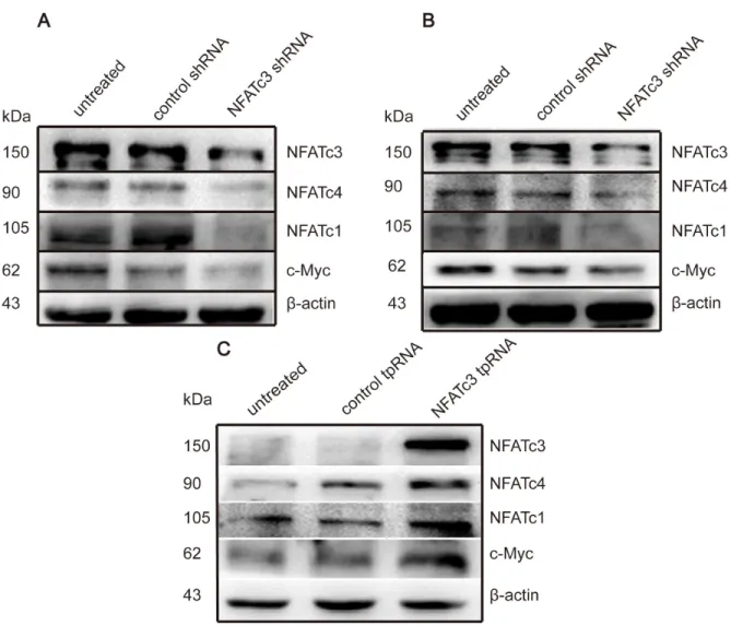 Figure 4: NFATc3 regulated the expression of c-Myc and other members of NFAT family. (A, B) Western blotting shows the  expression of c-Myc, NFATc1 and NFATc4 can be suppressed when the cells transfected with Lentiviruses carrying NFATc3 shRNA