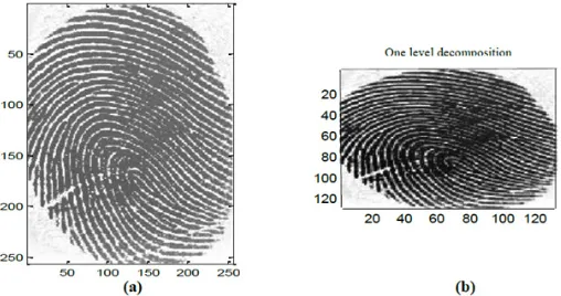 Fig. 3: Samples of fingerprint and iris