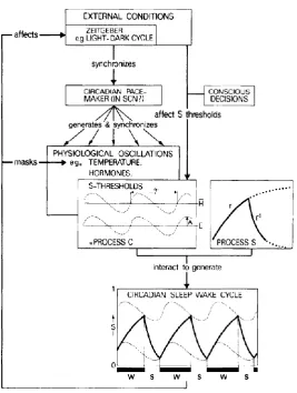 Figure 4. Scheme of the model by Daan et al. (1984).The scheme shows the different processes that are contributing to the 